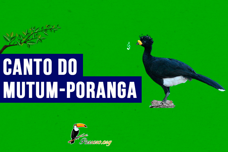 canto do mutum-poranga