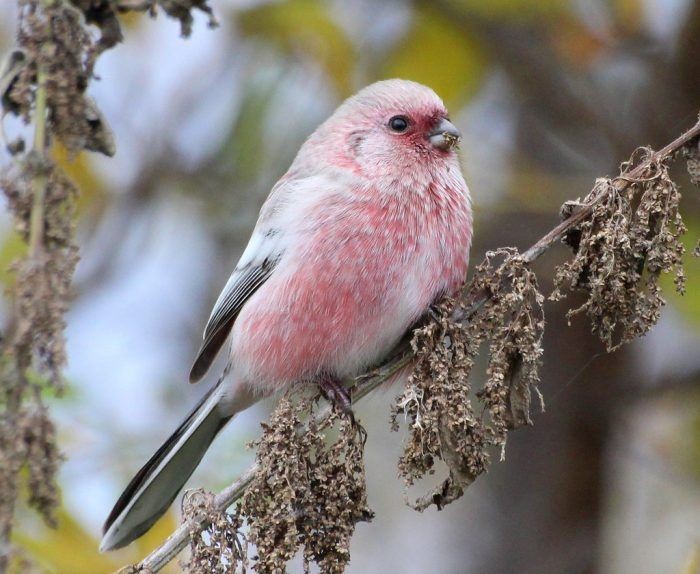 canto do peito-rosado-rabilongo