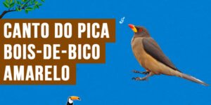 canto do pica-bois-de-bico-amarelo