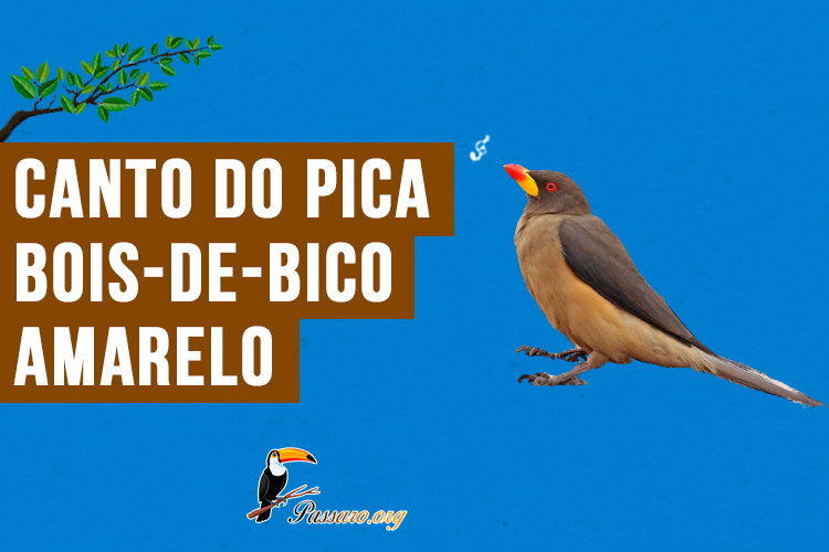 canto do pica-bois-de-bico-amarelo