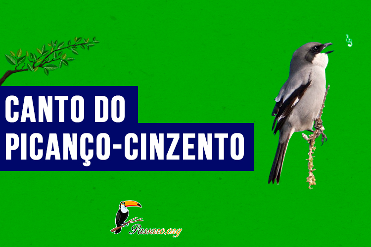 canto do picanco-cinzento