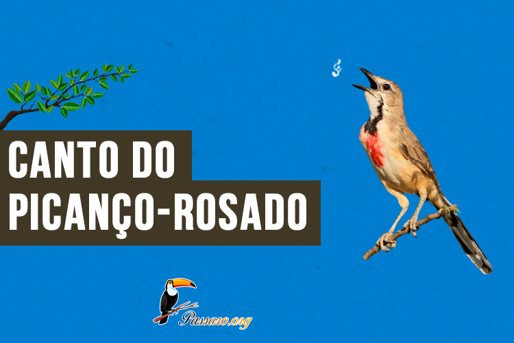 canto do picanco-rosado