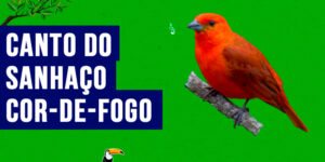 canto do sanhaco-cor-de-fogo