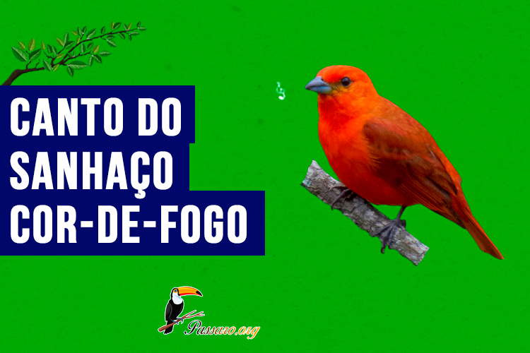 canto do sanhaco-cor-de-fogo