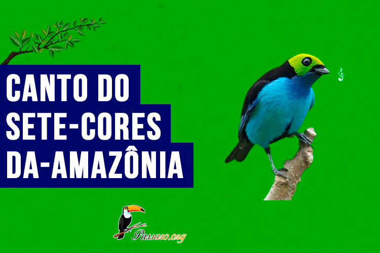 canto do sete-cores-da-amazania