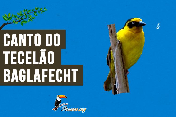 canto do tecelao baglafecht