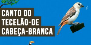 canto do tecelao-de-cabeca-branca