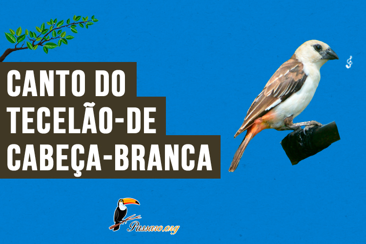 canto do tecelao-de-cabeca-branca