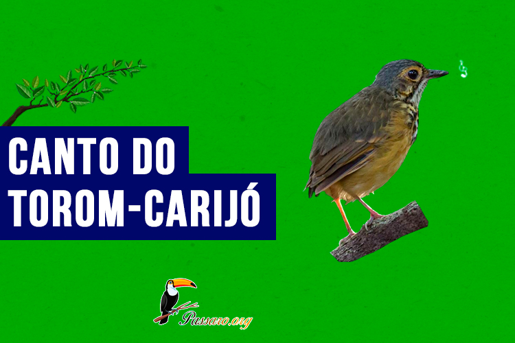 canto do torom-carijo