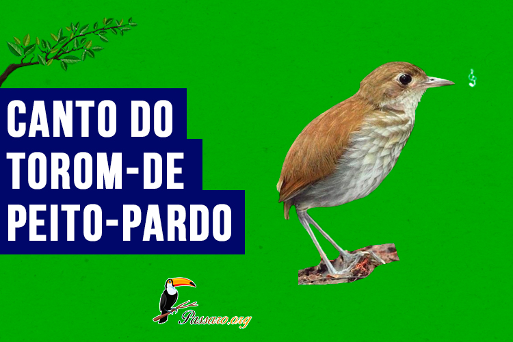 canto do torom-de-peito-pardo