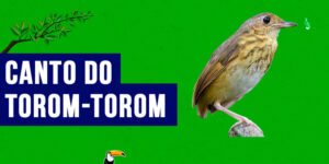 canto do torom-torom