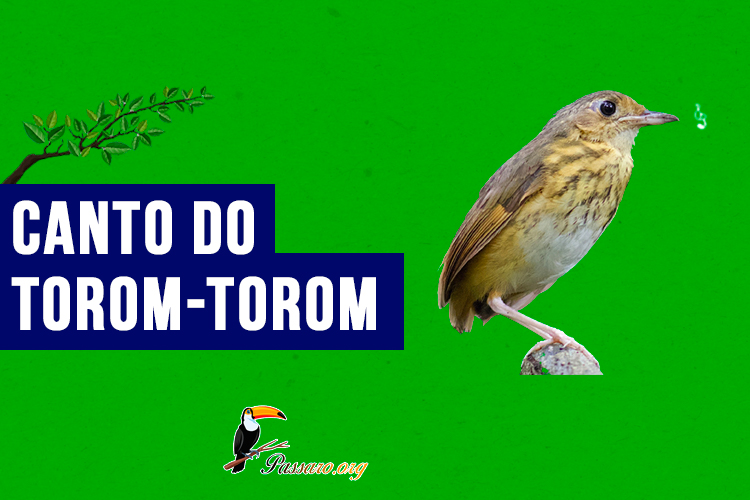 canto do torom-torom