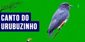 canto do urubuzinho