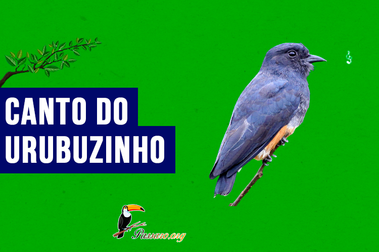 canto do urubuzinho