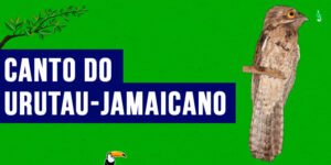 canto do urutau-Jamaicano