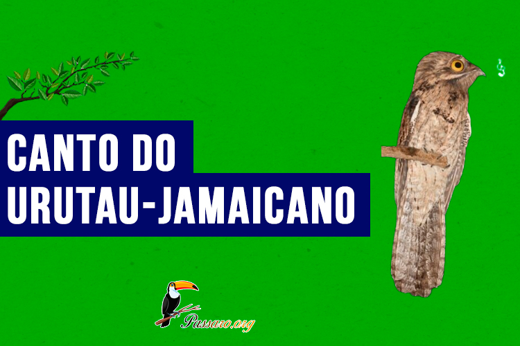 canto do urutau-Jamaicano