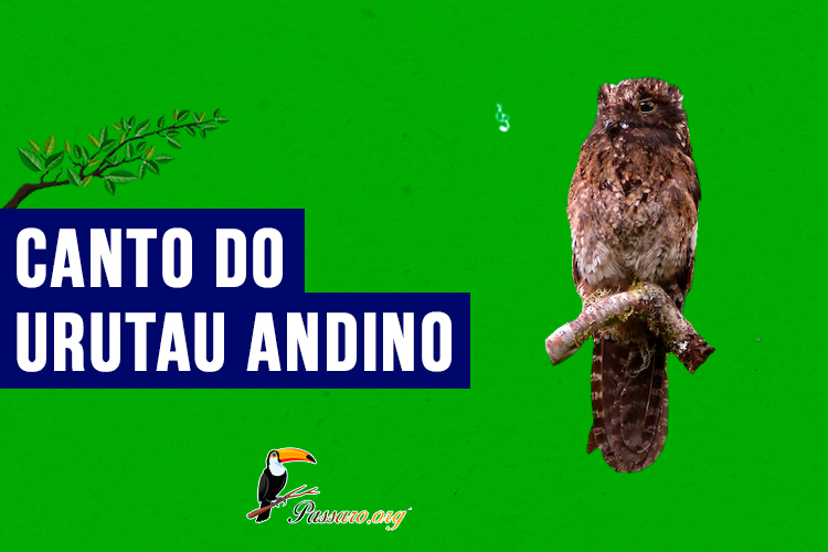 canto do urutau andino