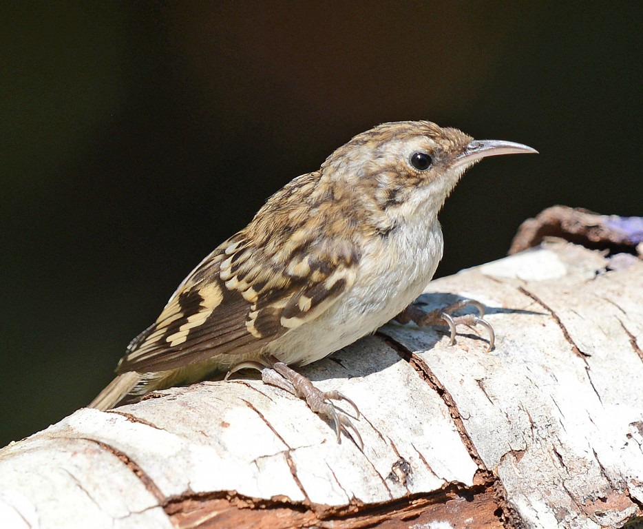 canto trepadeira marrom