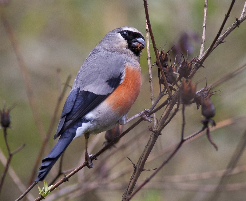 caracteristias do dom-fafe de cabeça cinzenta