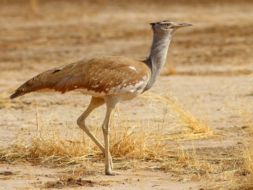 características da abetarda arabe