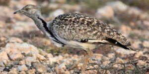 características da abetarda houbara