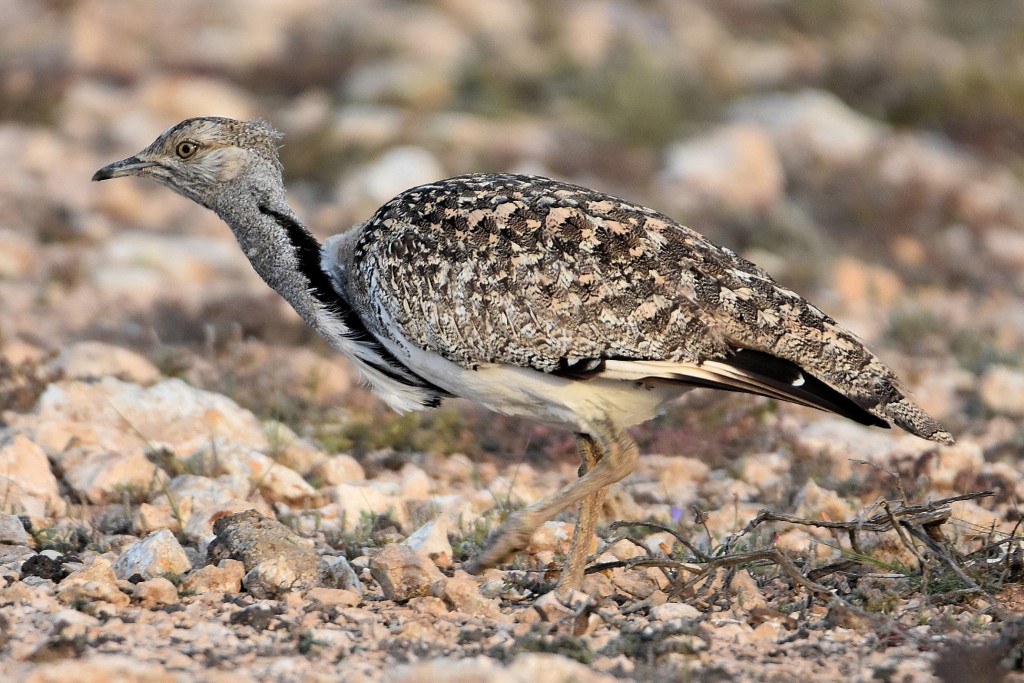 características da abetarda houbara