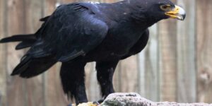 características da aguia-negra-africana​