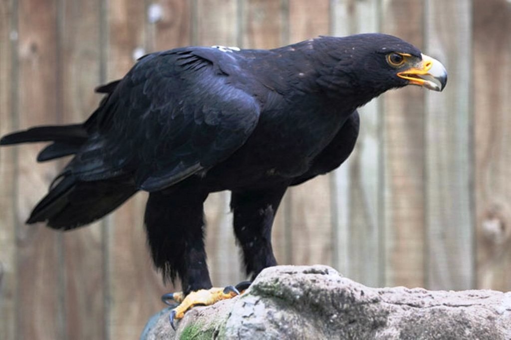 características da aguia-negra-africana​