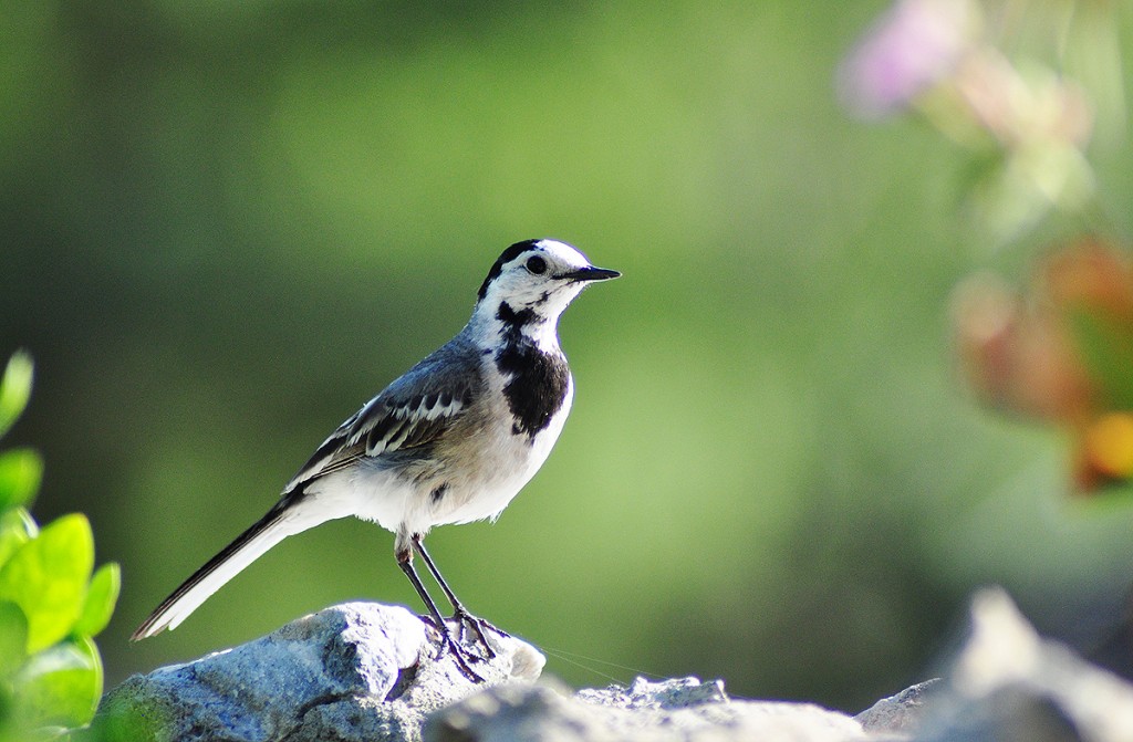 caracteristicas da alveola cinza