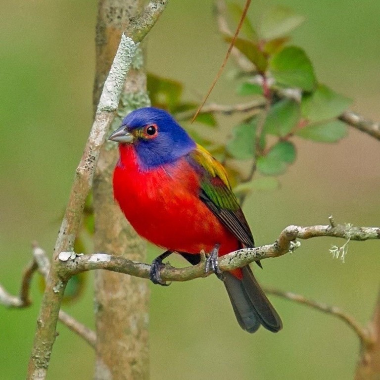 características da bandeira pintada