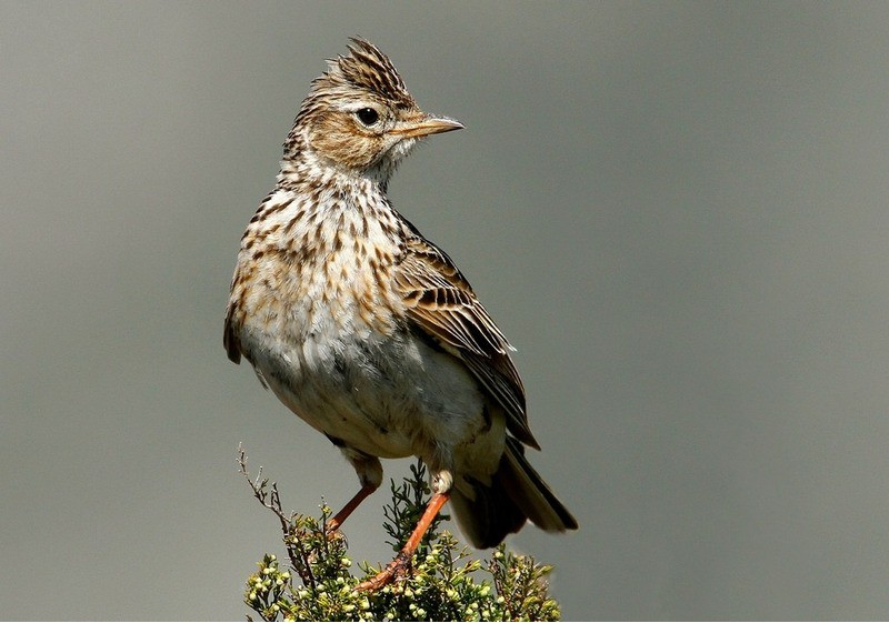 características da laverca