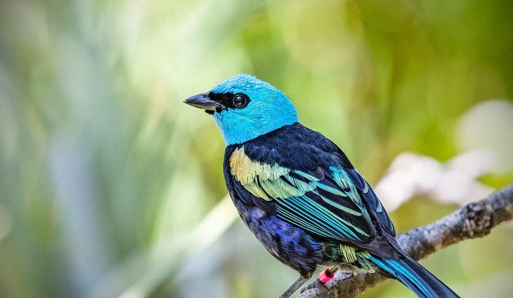 características da saira-de-cabeca-azul