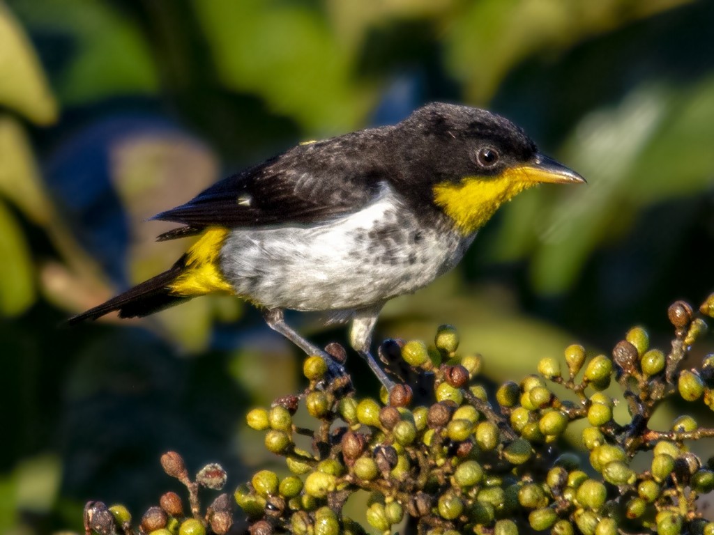 características da saíra-galega