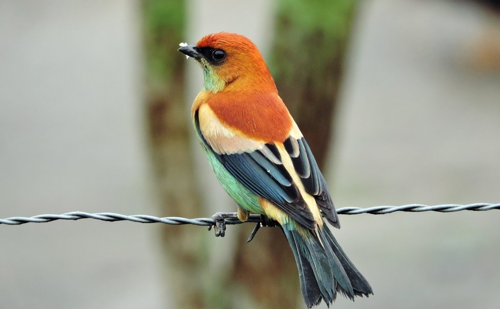 características da saíra-preciosa