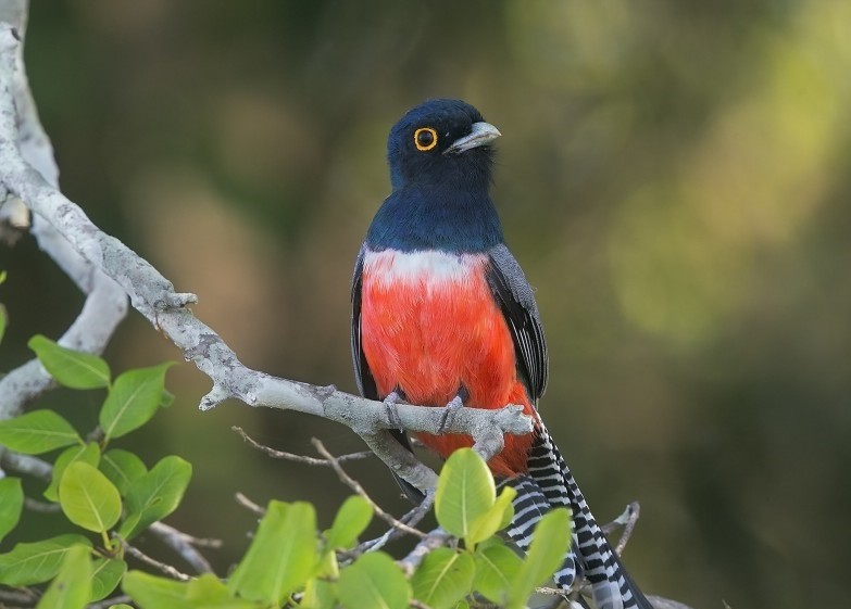 características da surucua-de-barriga-vermelha 