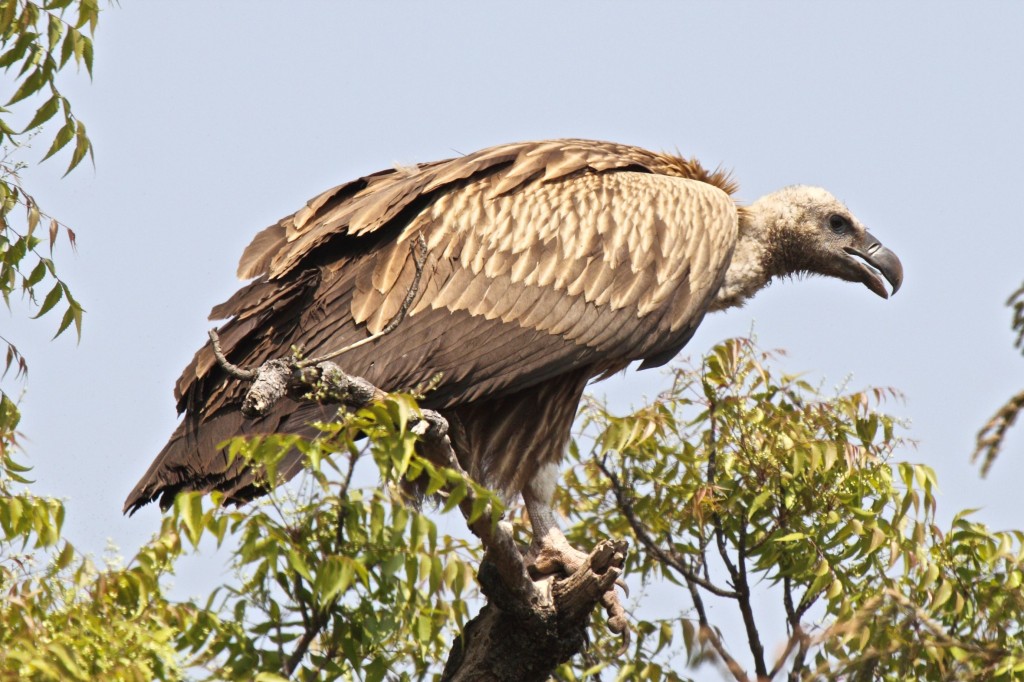 características do abutre-de-rabadilha-branca