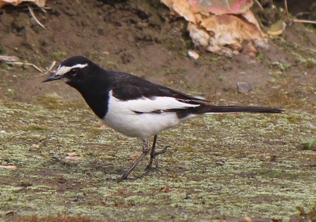 caracteristicas do alveola-do-japao