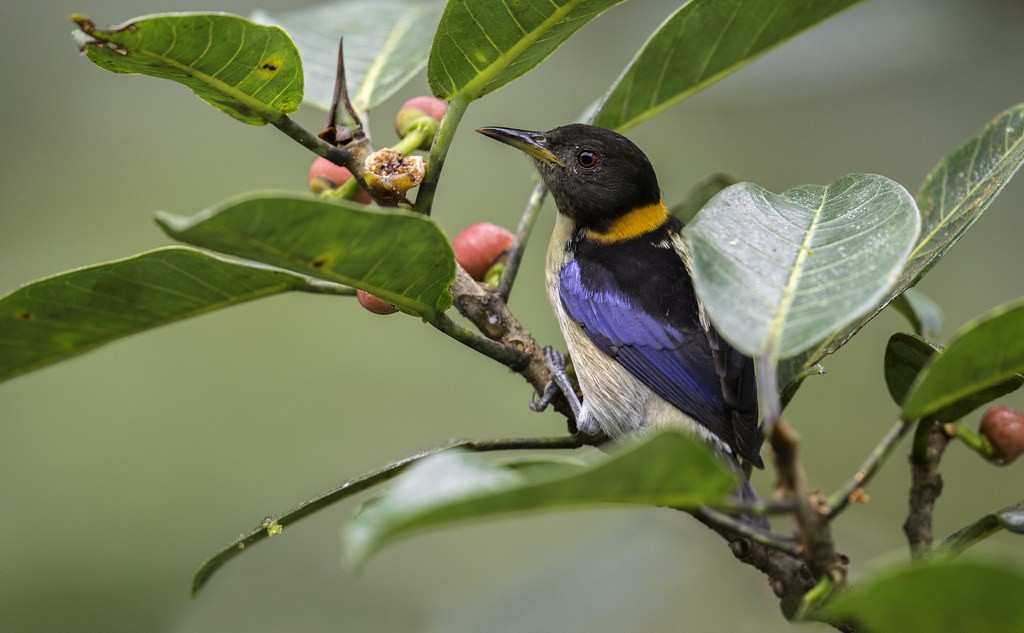 caracteristicas do arapacu-de-coleira-dourada