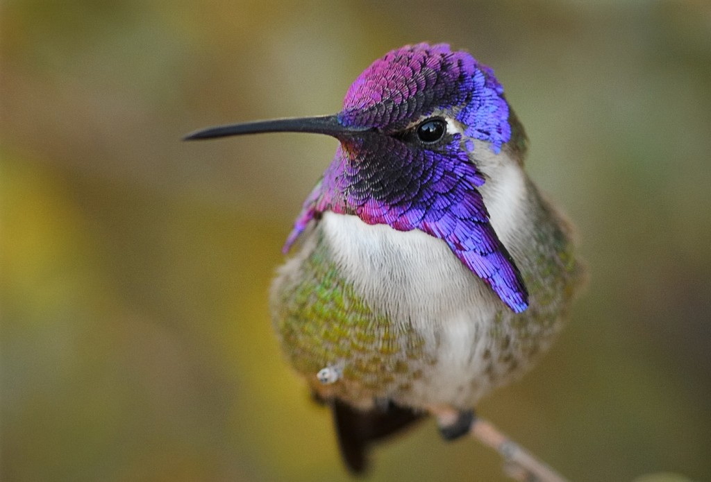 características do beija-flor da costa