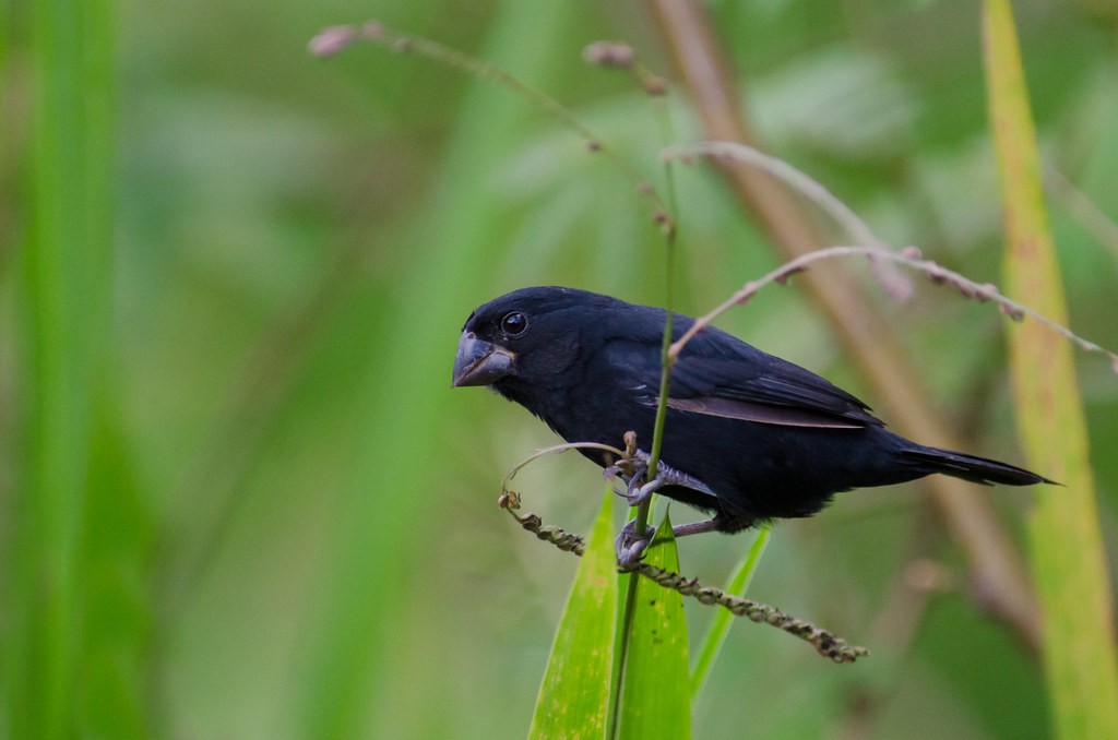 caracteristicas do bicudo-de-bico-preto