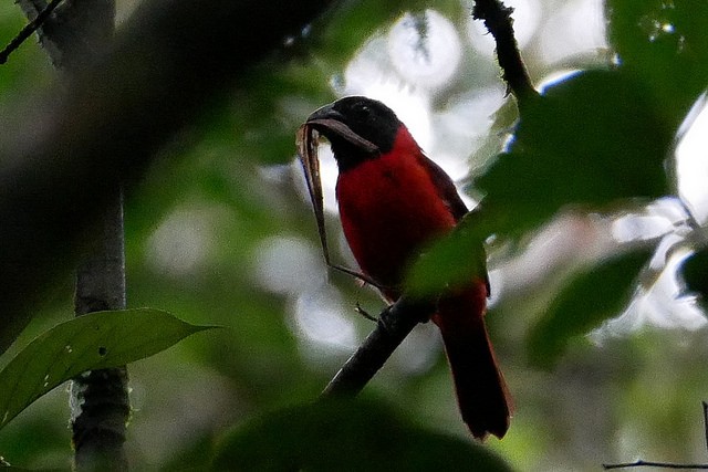 caracteristicas do bicudo-encarnado