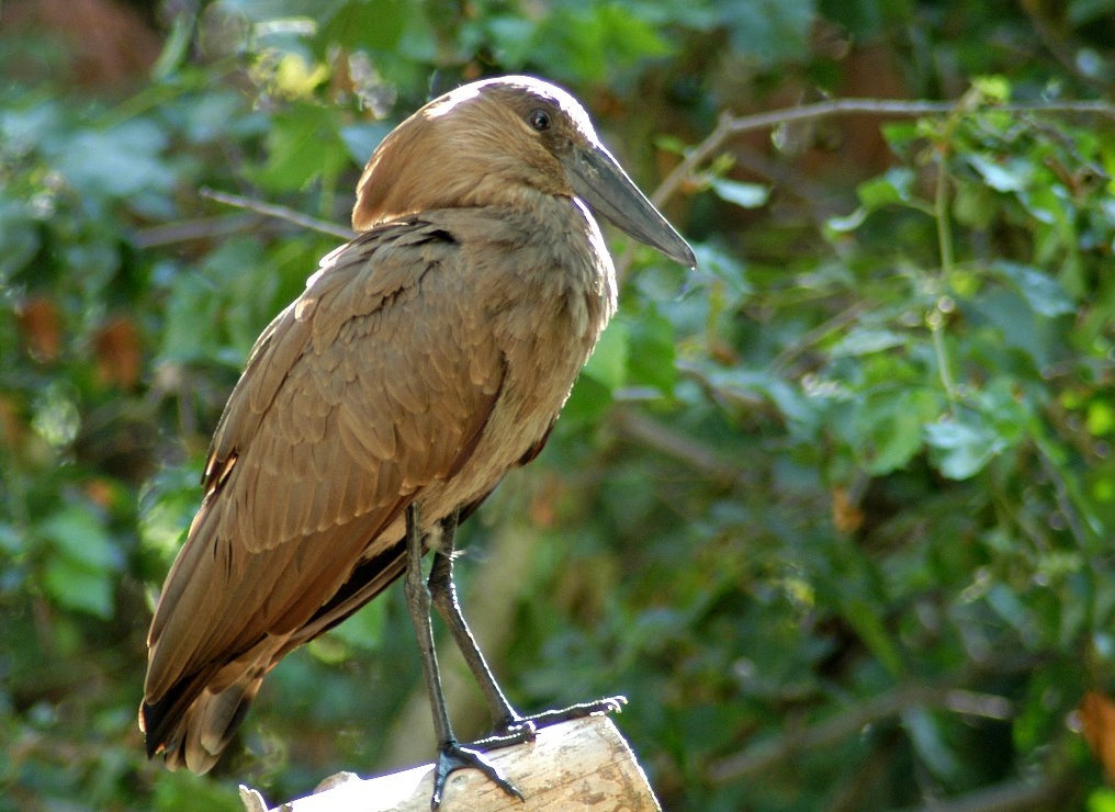 características do cabeca-de-martelo