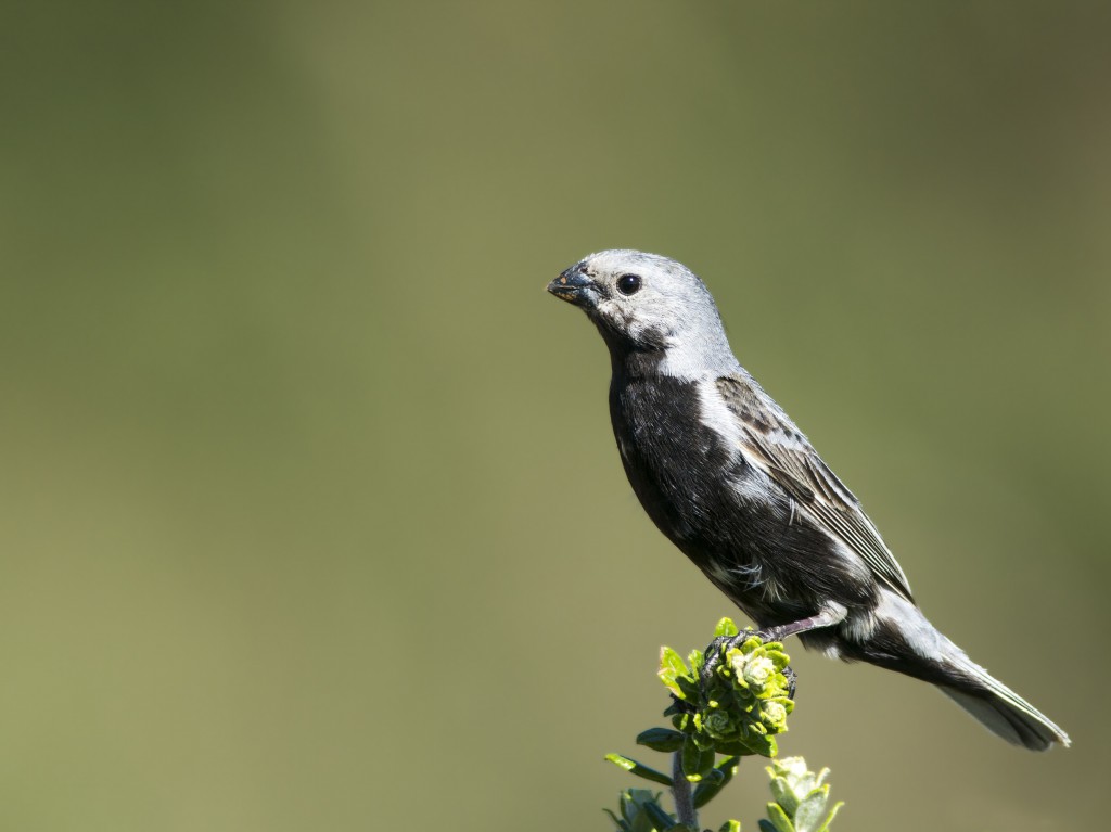 caracteristicas do caboclinho-de-barriga-preta