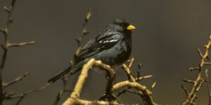 caracteristicas do canario-andino-negro