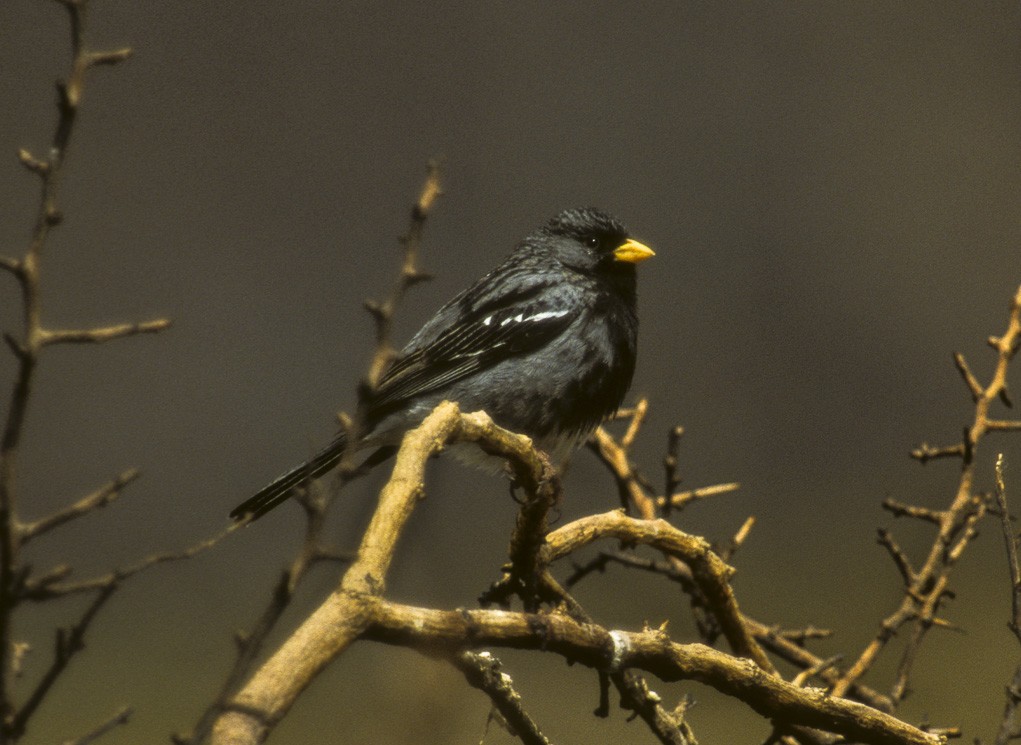 caracteristicas do canario-andino-negro