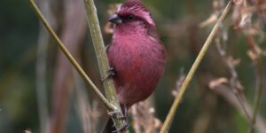 caracteristicas do carpodaco de olhos rosados