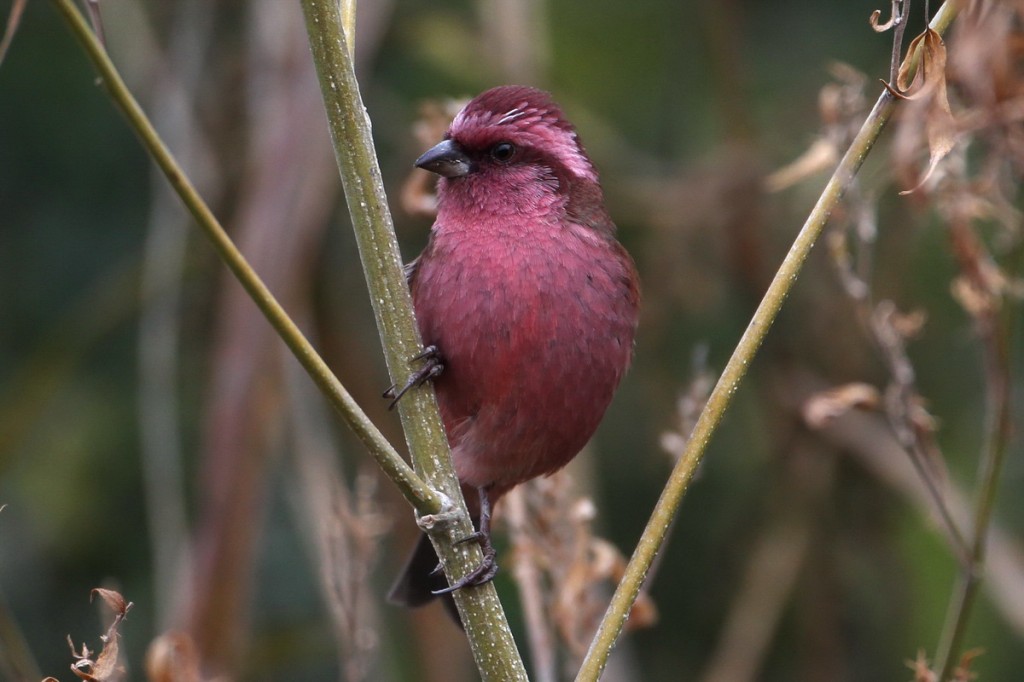 caracteristicas do carpodaco de olhos rosados