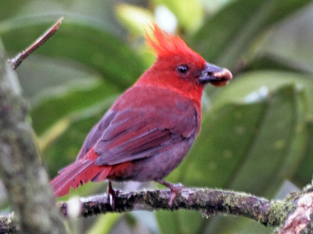 caracteristicas do crested ant-tanager