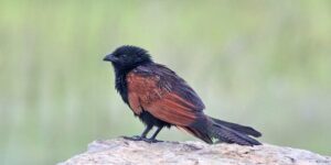 caracteristicas do cucal-preto-africano