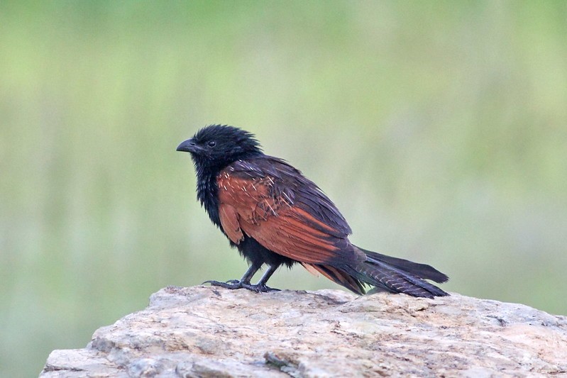 caracteristicas do cucal-preto-africano